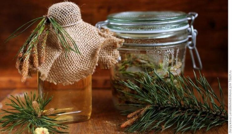 infusion of pine buds for the treatment of cervical osteochondrosis