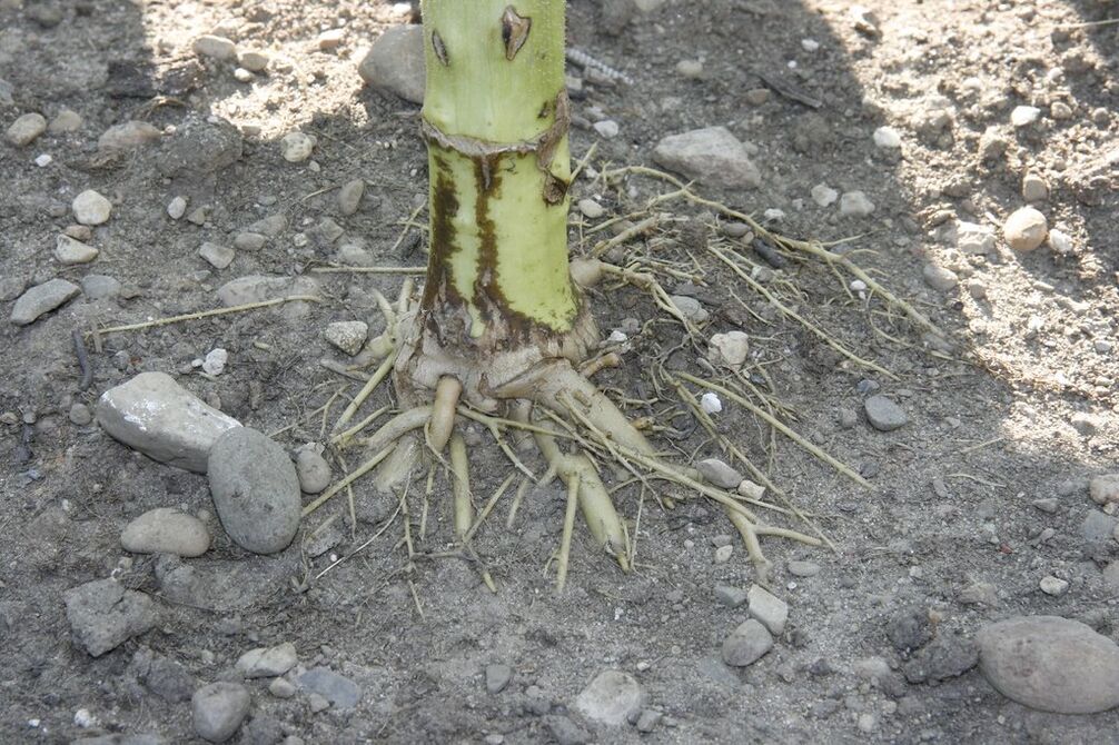 sunflower root for osteochondrosis of the cervix